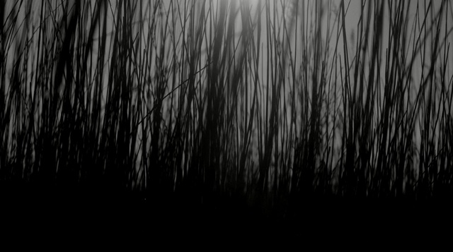 Video Reference: texture, tree, thatch, pattern