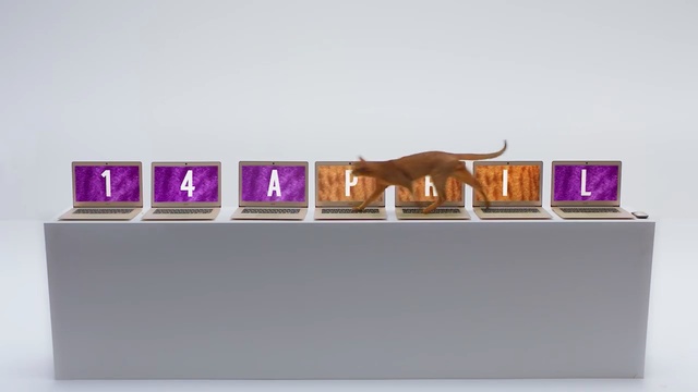 Video Reference: Shelf, Magenta, Vizsla, Rectangle, Shelving, Furniture, Fawn
