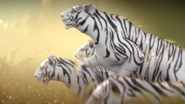 Video Reference: wildlife, tiger, mammal, fauna, zebra, terrestrial animal, big cats, organism, carnivoran, cat like mammal