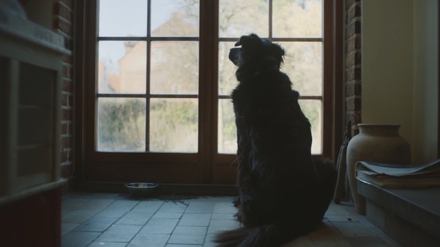 Video Reference: Window, Room, Sporting Group, Architecture, Dress, Door, Sitting, Tints and shades, Canidae, Fur, Person