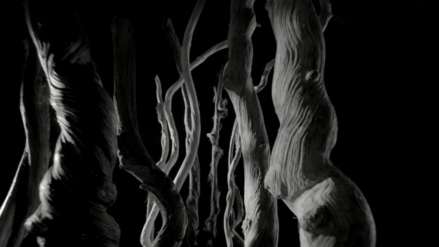 Video Reference: Black, Monochrome photography, Black-and-white, Monochrome, Tree, Still life photography, Darkness, Photography, Organism, Stock photography