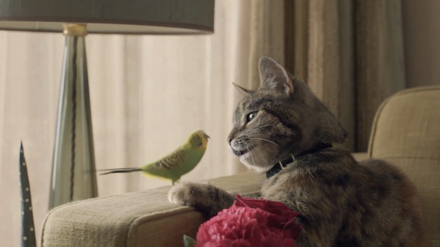 Video Reference: cat, mammal, small to medium sized cats, fauna, cat like mammal, whiskers, kitten, carnivoran