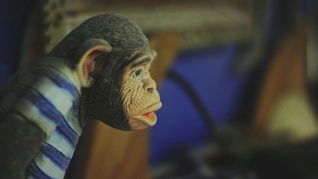 Video Reference: Face, Common chimpanzee, Primate, Head, Skin, Forehead, Cheek, Wrinkle, Human, Snout