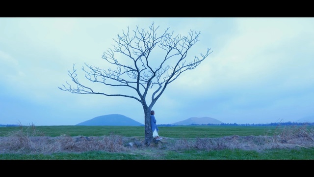 Video Reference: tree, sky, woody plant, branch, cloud, field, leaf, atmosphere, daytime, morning