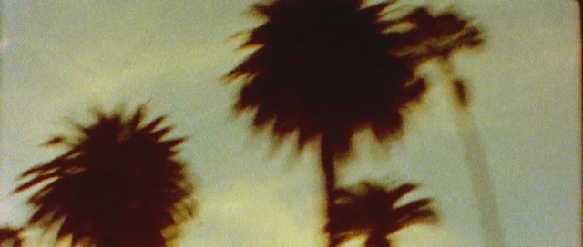 Video Reference: Yellow, Close-up, Flower, Sky, Plant, Macro photography, Petal, Photography, Sunlight, sunflower