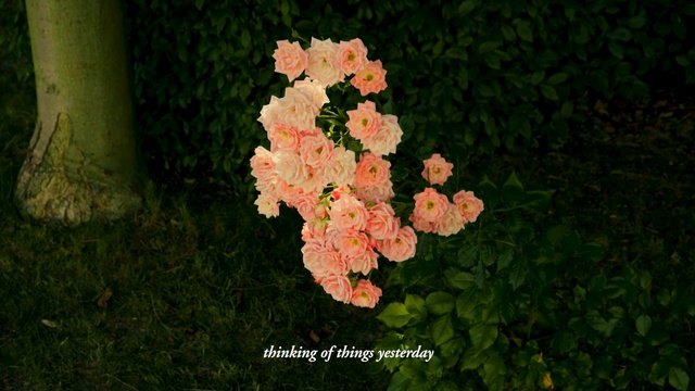 Video Reference: flower, flora, plant, spring, flowering plant, petal, annual plant, shrub, Person