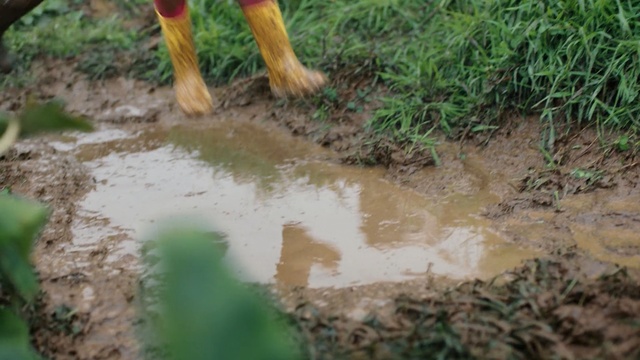Video Reference: water resources, water, soil, mud, grass, bank, grass family, watercourse, pond, puddle