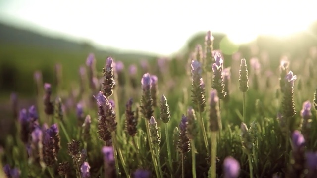 Video Reference: Flowering plant, Lavender, Nature, Flower, English lavender, Lavender, Purple, Plant, French lavender, Violet
