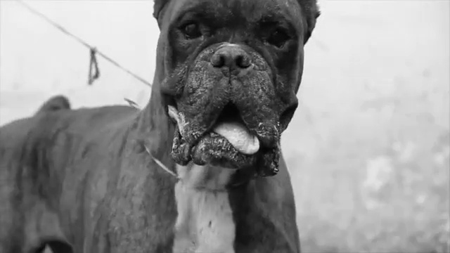 Video Reference: Dog, Mammal, Vertebrate, Dog breed, Canidae, Snout, Carnivore, Bullmastiff, Molosser, Boxer
