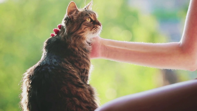 Video Reference: Cat, Felidae, Small to medium-sized cats, Whiskers, Tabby cat, Carnivore, Fur, Domestic short-haired cat, European shorthair, Grass