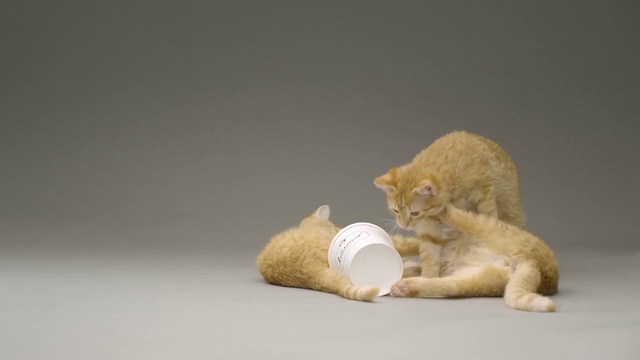 Video Reference: Cat, Felidae, Small to medium-sized cats, Whiskers, Carnivore, Domestic short-haired cat, European shorthair, Kitten, Tail, Paw