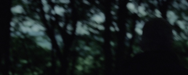 Video Reference: black, nature, tree, darkness, forest, atmosphere, photography, leaf, woodland, branch