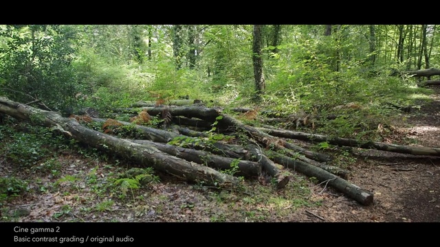 Video Reference: woodland, forest, nature, ecosystem, vegetation, wilderness, nature reserve, old growth forest, tree, path