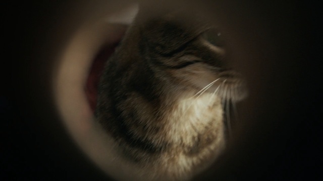 Video Reference: cat, whiskers, close up, eye, small to medium sized cats, fauna, macro photography, snout, cat like mammal, darkness