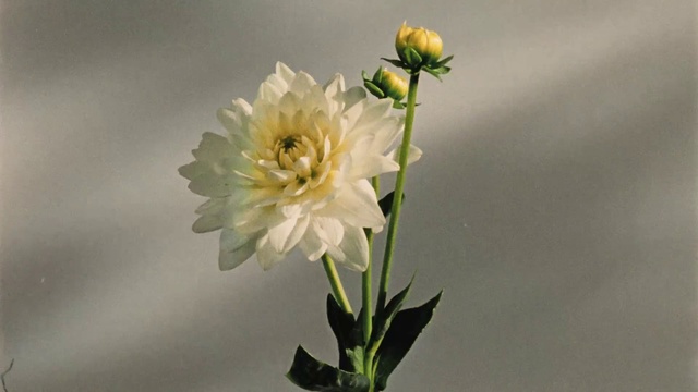 Video Reference: Flower, Flowering plant, Plant, Petal, Cut flowers, Yellow, Plant stem, Botany, Wildflower, Still life photography