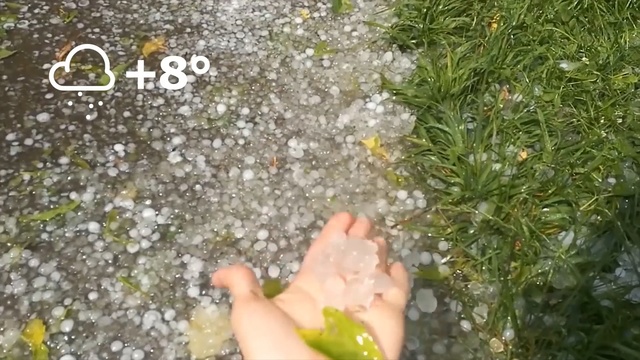 Video Reference: Grass, Leaf, Finger, Leg, Plant, Hand, Barefoot, Foot, Flower, Soil