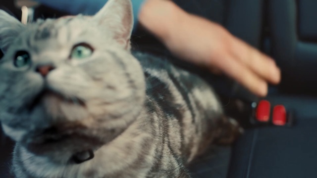 Video Reference: Cat, Mammal, Small to medium-sized cats, Felidae, Whiskers, American shorthair, Nose, Snout, Carnivore, Tabby cat