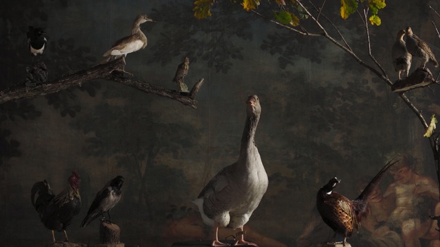 Video Reference: Bird, Beak, Wildlife, Adaptation, Organism, Seabird, Water bird, Branch