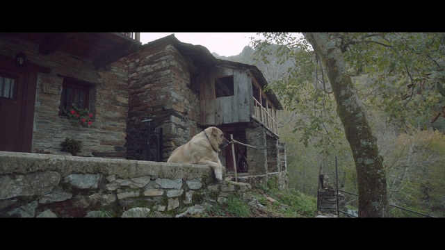 Video Reference: house, ruins, tree, village, rural area, screenshot, home, sky, forest, facade