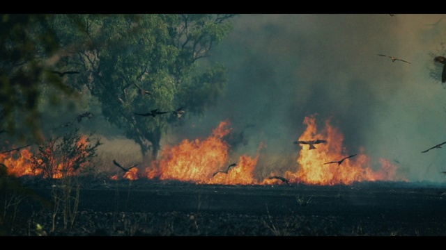 Video Reference: Wildfire, Heat, Fire, Flame, Geological phenomenon, Event, Atmosphere, Explosion, Smoke, Forest