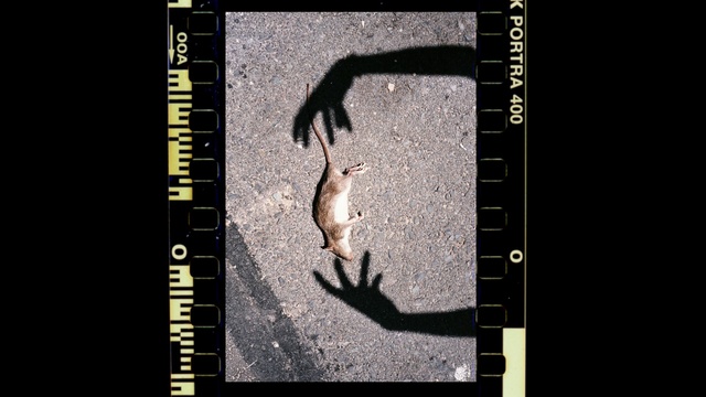 Video Reference: Text, Organism, Font, Adaptation, Photography, Shadow, Graphics software