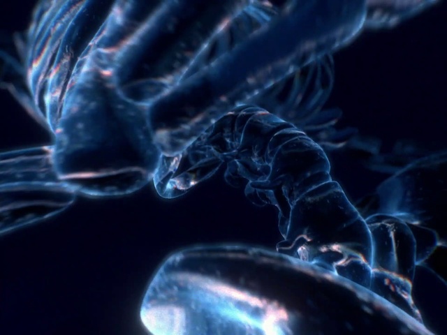 Video Reference: Bioluminescence, Liquid, Art, Gas, Electric blue, Fluid, Marine invertebrates, Jellyfish, Marine biology, Science