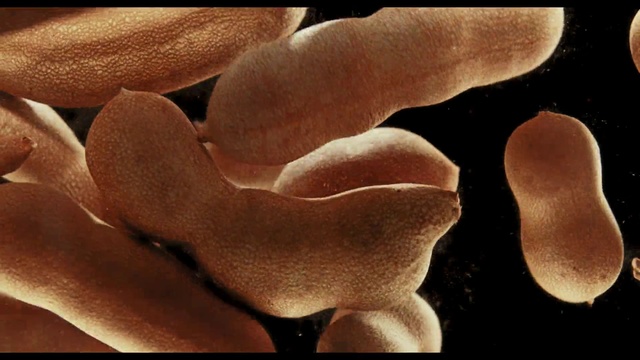 Video Reference: Organism, Close-up, Finger, Hand, Fungus, Medicinal mushroom