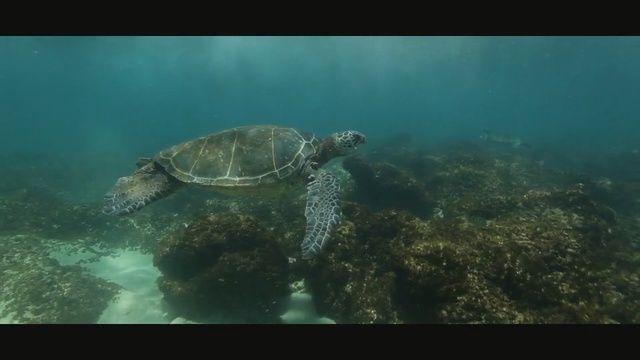 Video Reference: Sea turtle, Olive ridley sea turtle, Hawksbill sea turtle, Green sea turtle, Turtle, Underwater, Kemp ridley sea turtle, Loggerhead sea turtle, Tortoise, Marine biology