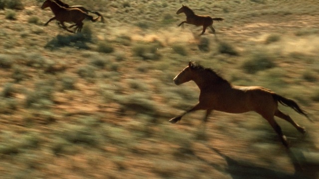 Video Reference: Mammal, Horse, Vertebrate, Wildlife, Mustang horse, Mane, Stallion, Mare, Sky, Colt