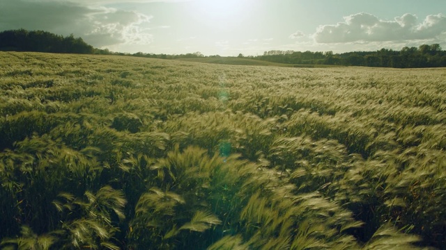 Video Reference: Vegetation, Field, Crop, Grassland, Natural landscape, Grass, Natural environment, Grass family, Plant, Agriculture