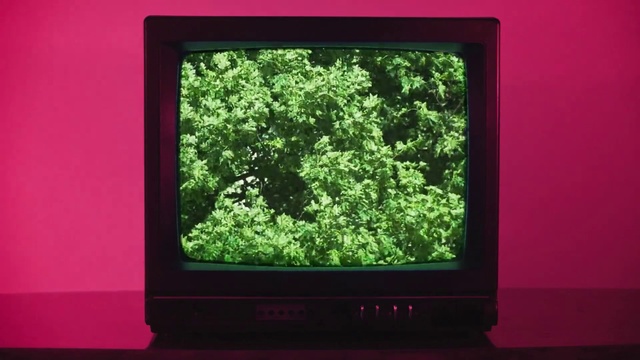 Video Reference: Green, Nature, Vegetation, Screen, Display device, Leaf, Television, Plant, Tree, Grass, Monitor, Indoor, Sitting, Black, Flat, Front, Small, Set, Large, Table, Red, Cat, Standing, Center, Computer, White, Room, Holding, Electronics, Screenshot, Text, Display, Entertainment center