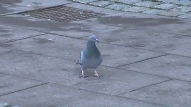 Video Reference: bird, pigeons and doves, beak, fauna, seabird, gull, charadriiformes, asphalt