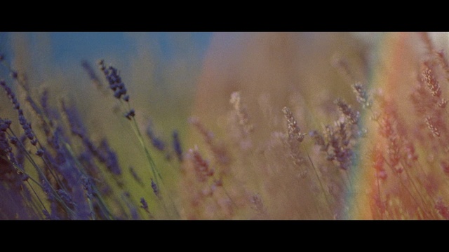 Video Reference: Painting, Nature, Watercolor paint, Lavender, Acrylic paint, Grass, Close-up, Modern art, Macro photography, Art
