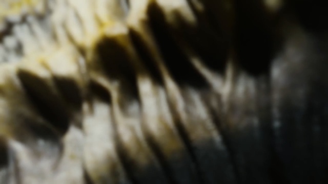 Video Reference: close up, formation, organism, macro photography, computer wallpaper, stock photography, Person