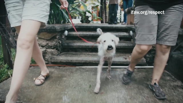 Video Reference: Mammal, Vertebrate, Dog, Canidae, Dog breed, Carnivore, Non-Sporting Group, Sporting Group, Companion dog, Dogo argentino, Person