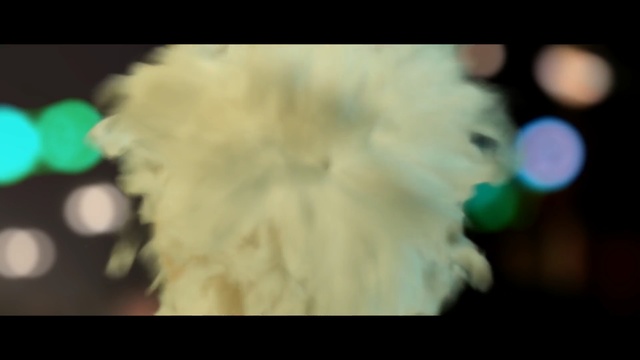 Video Reference: Buttercream, Icing, Photography, Fur, Maltese, Flower, Petal
