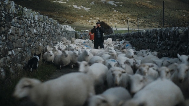 Video Reference: Herd, Sheep, Mammal, Sheep, Herding, Cow-goat family, Livestock, Shepherd, Goatherd, Herder