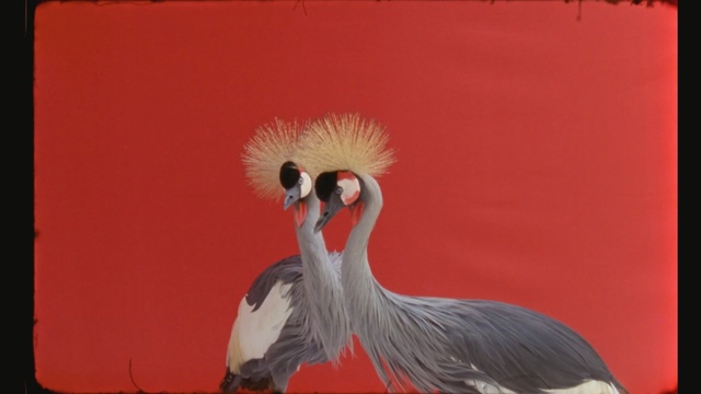 Video Reference: red, beak, fauna, bird, feather, water bird, crane like bird, art