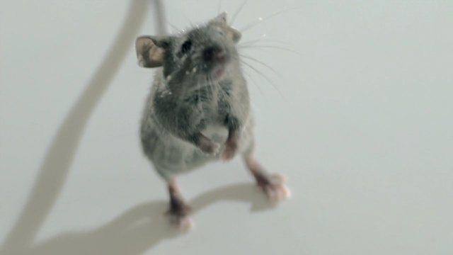 Video Reference: mouse, fauna, mammal, muridae, rat, muroidea, whiskers, rodent, organism, pest