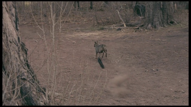 Video Reference: Nature, Wildlife, Tree, Adaptation, Soil, Organism, Grass, Deer, Plant, National park