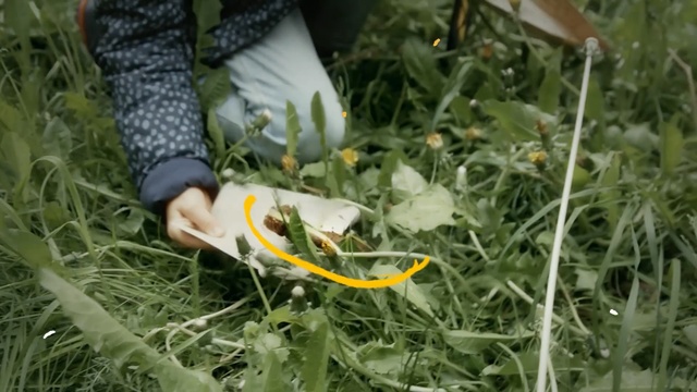 Video Reference: Grass, Plant, Flower, Shoe, Wildflower