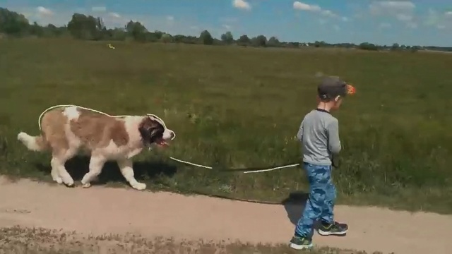 Video Reference: Dog, Mammal, Vertebrate, Canidae, Dog breed, Moscow watchdog, Carnivore, St. bernard, Working dog, Sporting Group