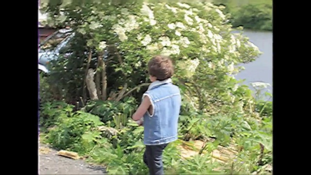 Video Reference: tree, nature, plant, ecosystem, flora, wilderness, vegetation, woody plant, nature reserve, jungle