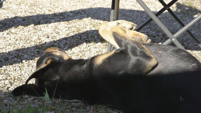 Video Reference: fauna, grass, snout, wildlife, zoo, dog like mammal