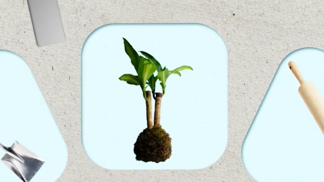 Video Reference: Flowerpot, Houseplant, Plant, Flower, Leaf, Plant stem, Terrestrial plant, Tree, Soil, Nepenthes