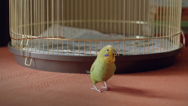 Video Reference: bird, common pet parakeet, cage, parakeet, fauna, parrot, beak, lovebird, bird supply, perico