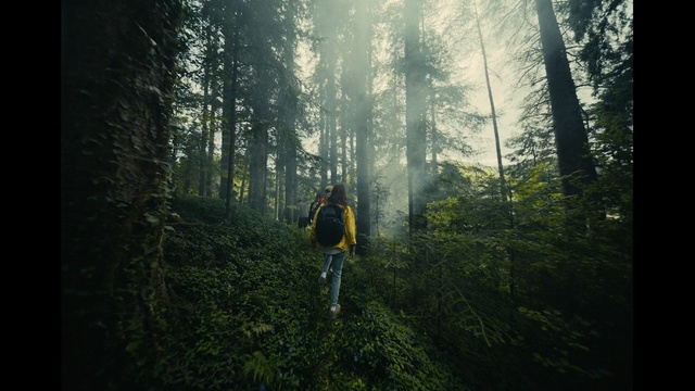 Video Reference: forest, nature, tree, woodland, woody plant, ecosystem, wilderness, old growth forest, rainforest, path