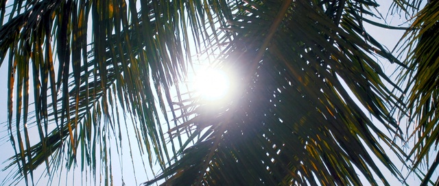 Video Reference: Tree, Vegetation, Light, Sunlight, Sky, Woody plant, Plant, Palm tree, Arecales, Branch