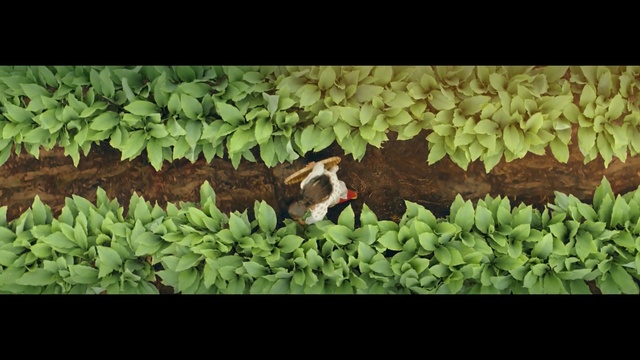 Video Reference: Leaf, Adaptation, Grass, Plant, Organism, Wildlife, Groundcover, Vascular plant, Herb