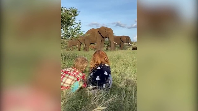 Video Reference: Elephant, Elephants and Mammoths, Wildlife, African elephant, Grassland, Safari, Pasture, Grass, Ecoregion, Adaptation